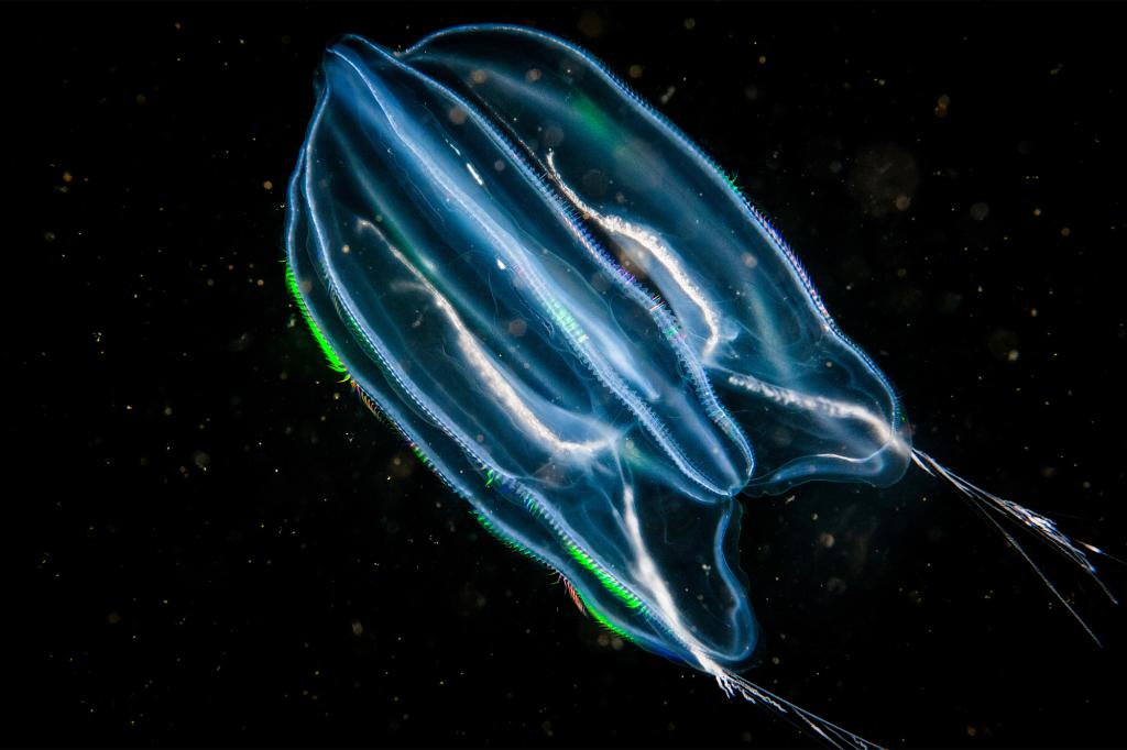 'Time-travelling' jellyfish found to age backwards in accidental discovery