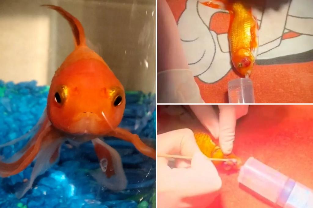 Vet performs 'first of its kind' surgery to remove deadly goldfish tumor